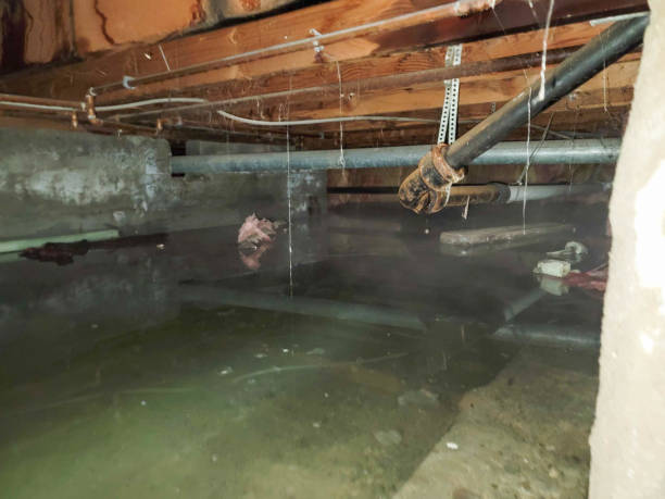 Best Professional water damage repair  in Washoe Valley, NV